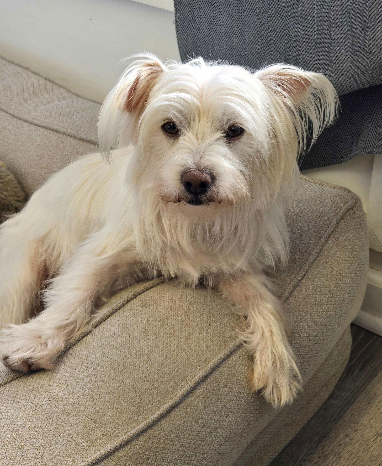 Jolly, a Adopted Silky Terrier in Cliffwood, NJ image 1/3