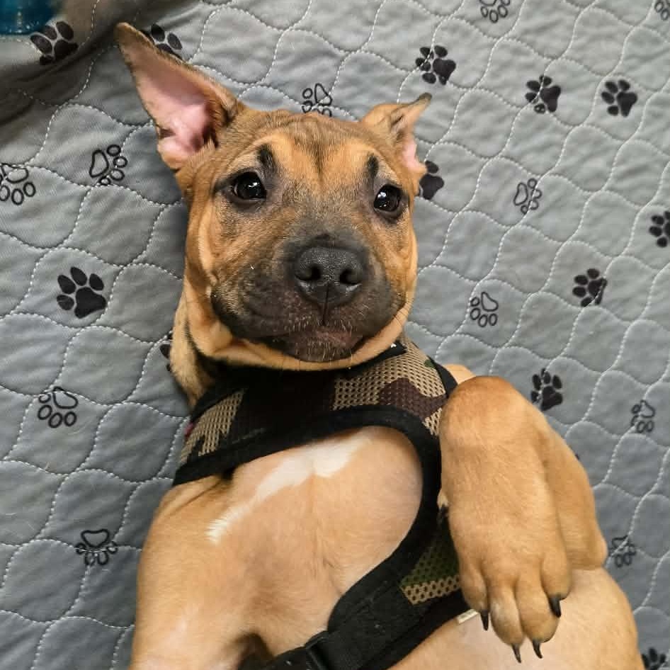Serafina, Adoptable, Young Female Mixed Breed & Pit Bull Terrier.