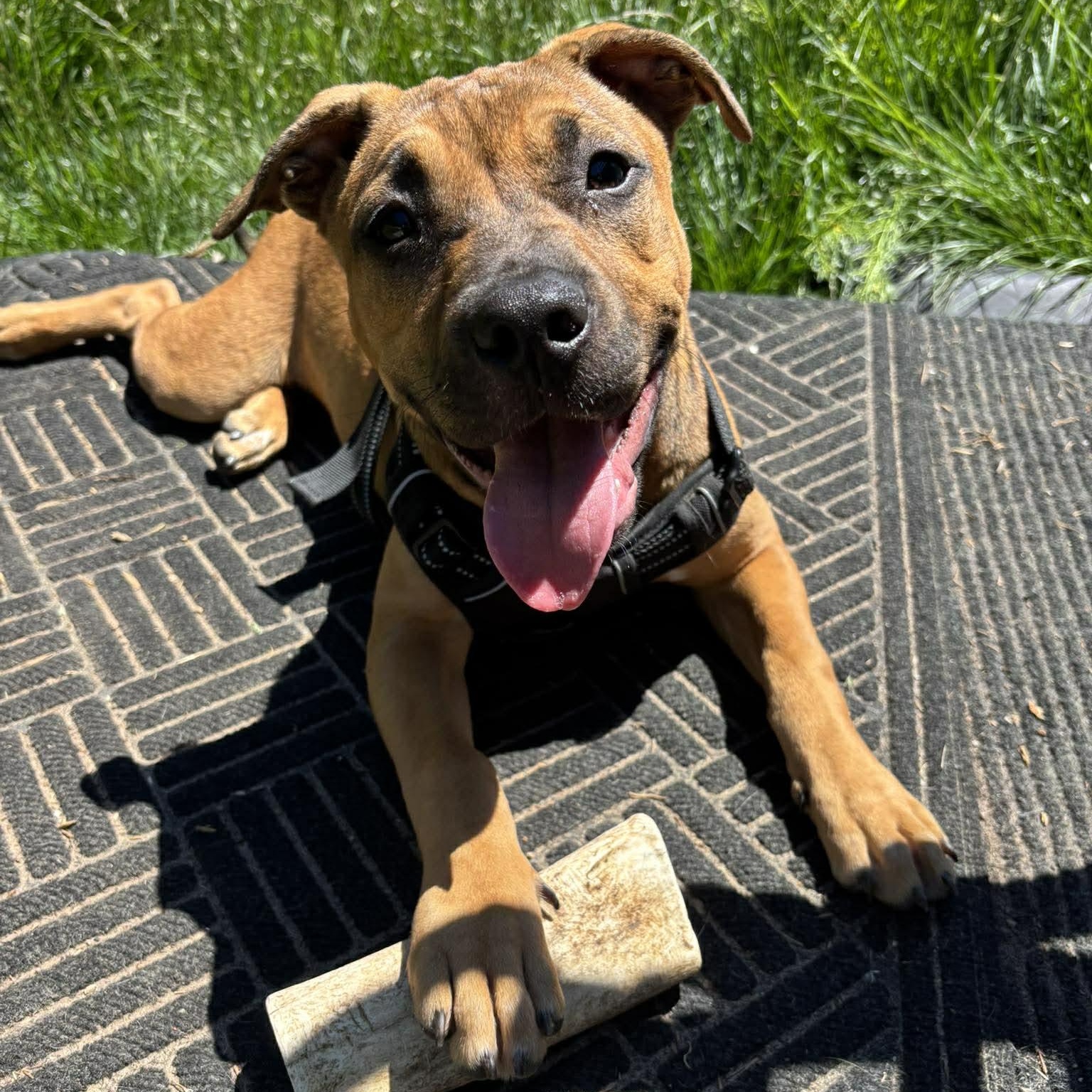 Enlarge Serafina, a Adoptable mixed breed in Rochester, NY image 1/6