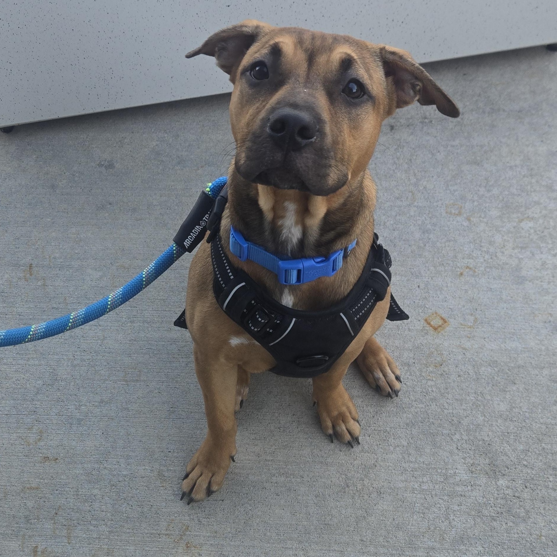 Serafina, Adoptable, Young Female Mixed Breed & Pit Bull Terrier.