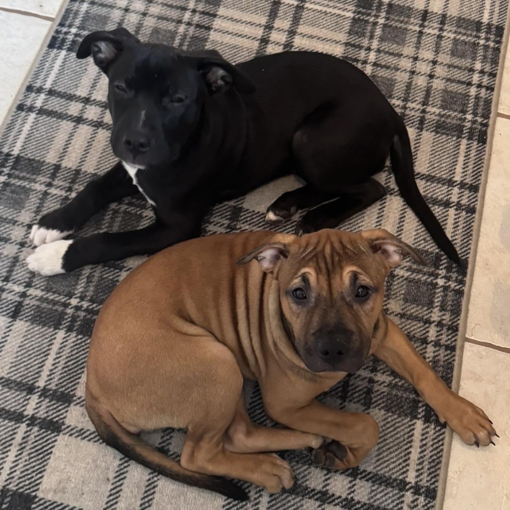 Enlarge Serafina, a Adoptable mixed breed in Spencerport, NY image 2/4
