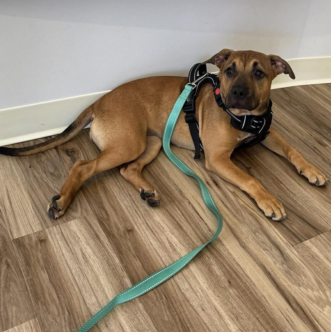 Enlarge Serafina, a Adoptable mixed breed in Rochester, NY image 6/6