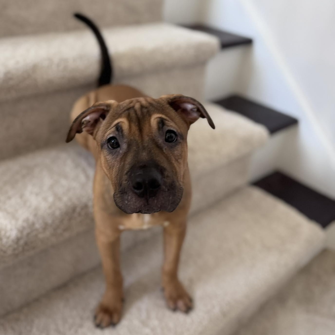 Serafina, Adoptable, Young Female Mixed Breed & Pit Bull Terrier.