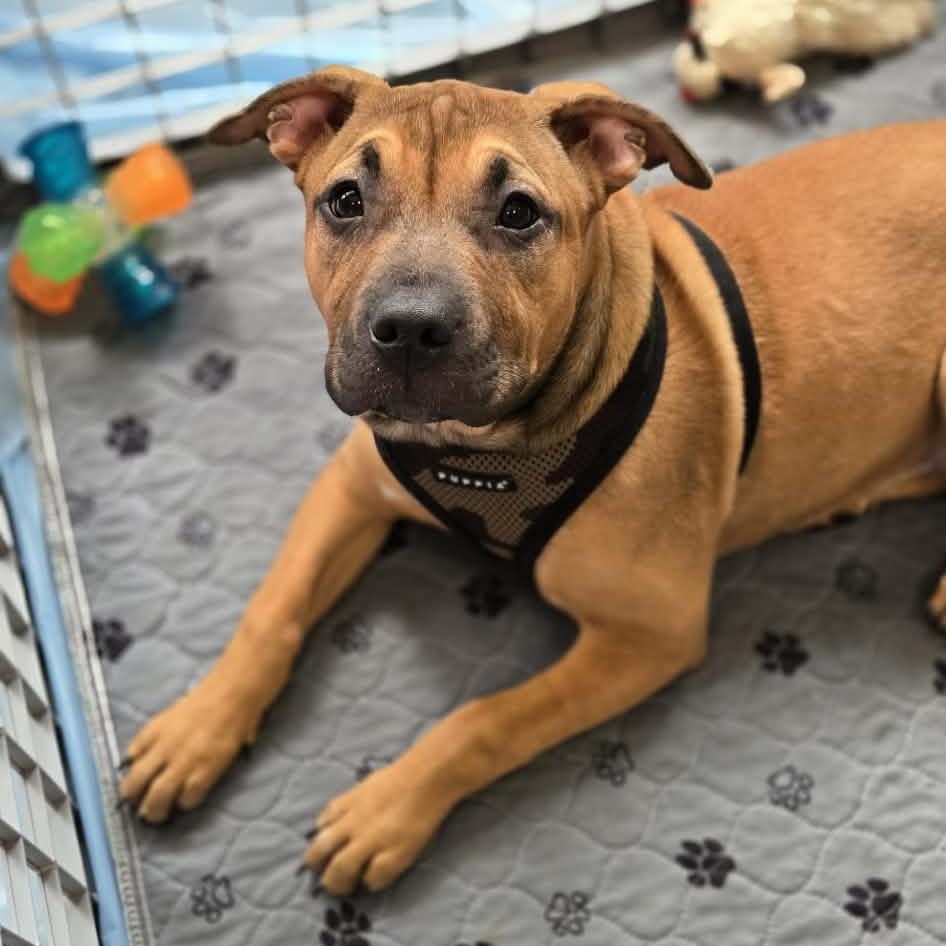 Enlarge Serafina, a Adoptable mixed breed in Rochester, NY image 5/6