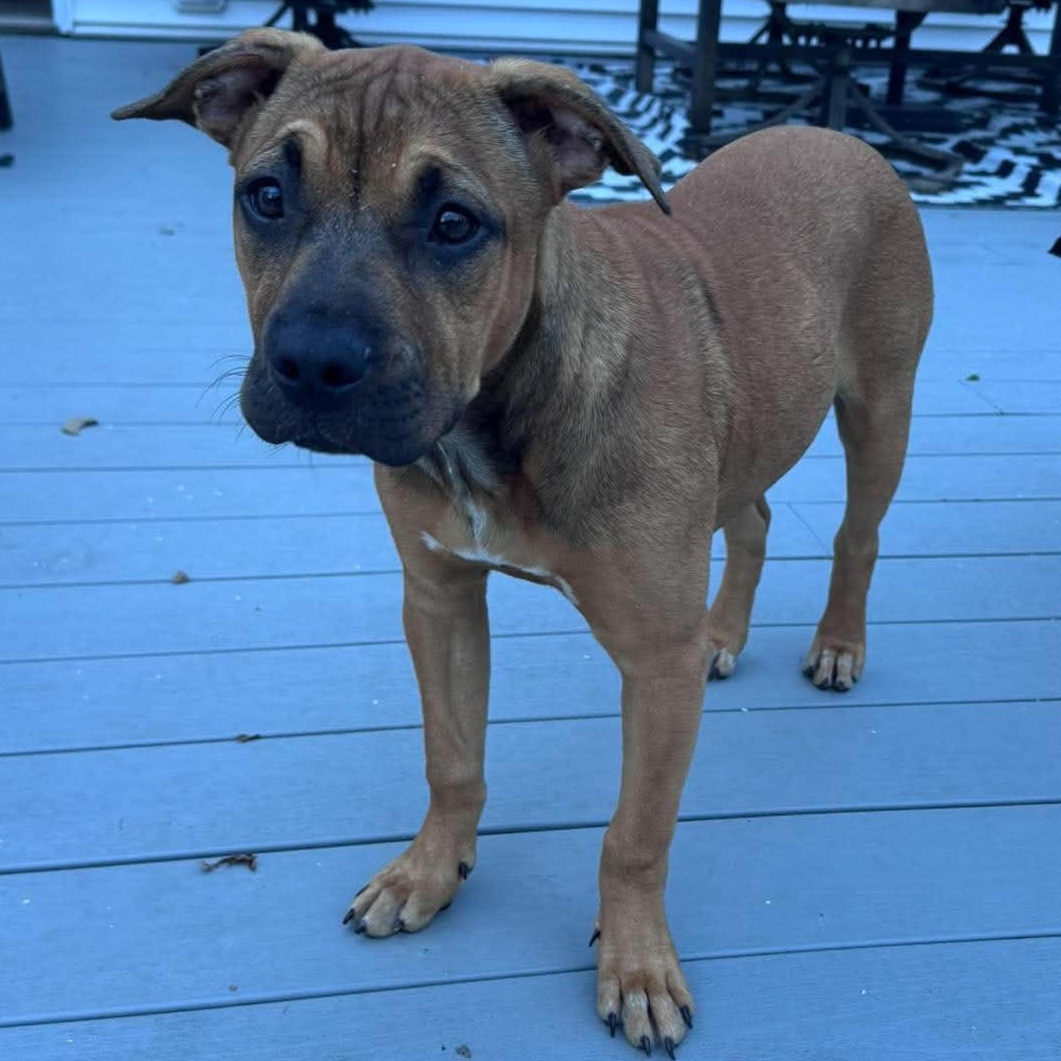 Enlarge Serafina, a Adoptable mixed breed in Rochester, NY image 2/6