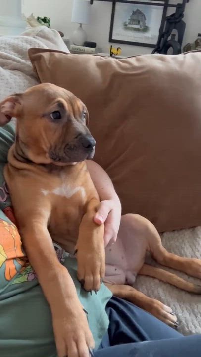 Enlarge Serafina, a Adoptable mixed breed in Spencerport, NY video 4/4
