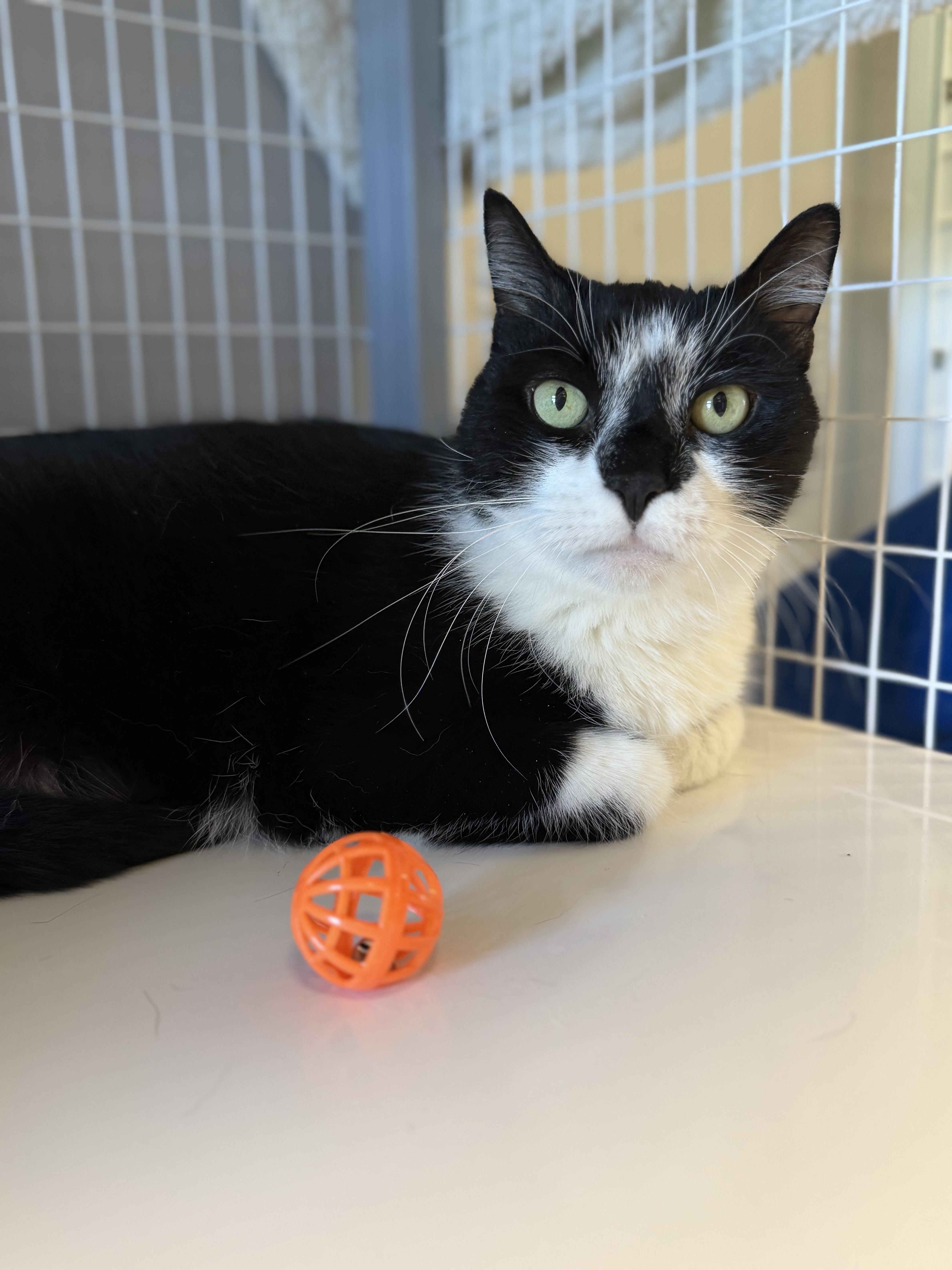 Enlarge Patches, a Adoptable Domestic Short Hair in Milford, CT image 4/4