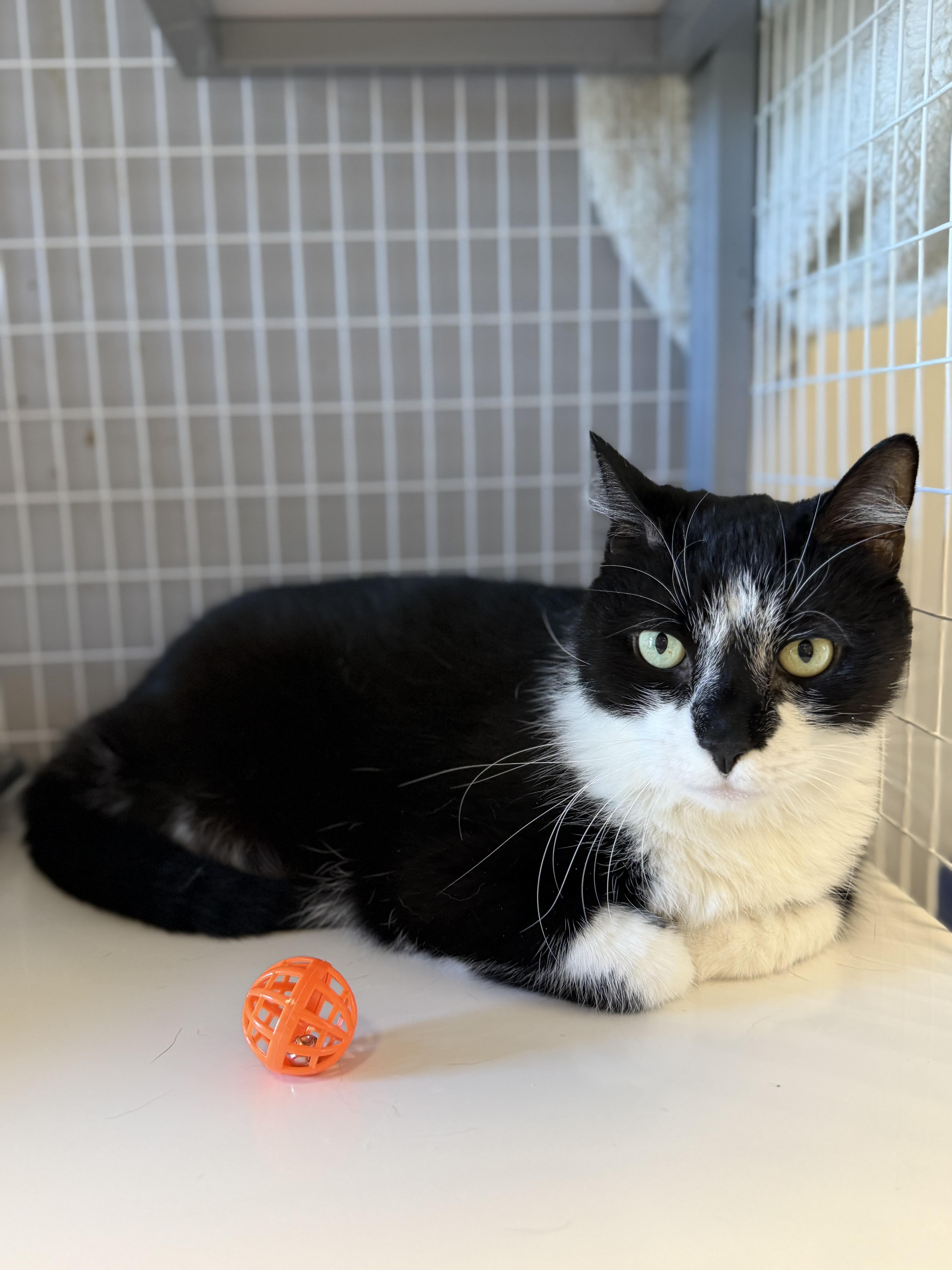 Enlarge Patches, a Adoptable Domestic Short Hair in Milford, CT image 2/4