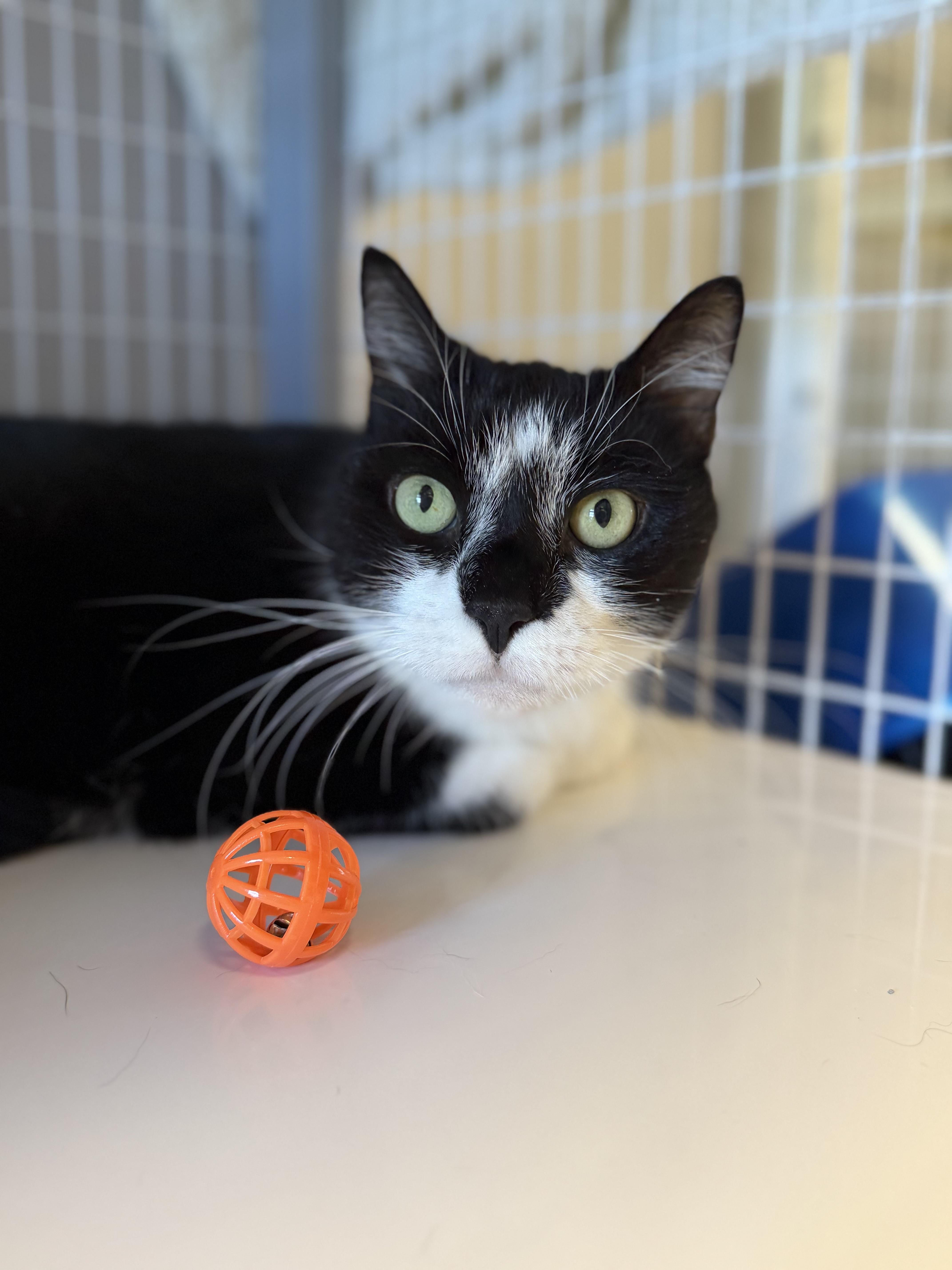 Patches, Adoptable, Adult Male Domestic Short Hair.