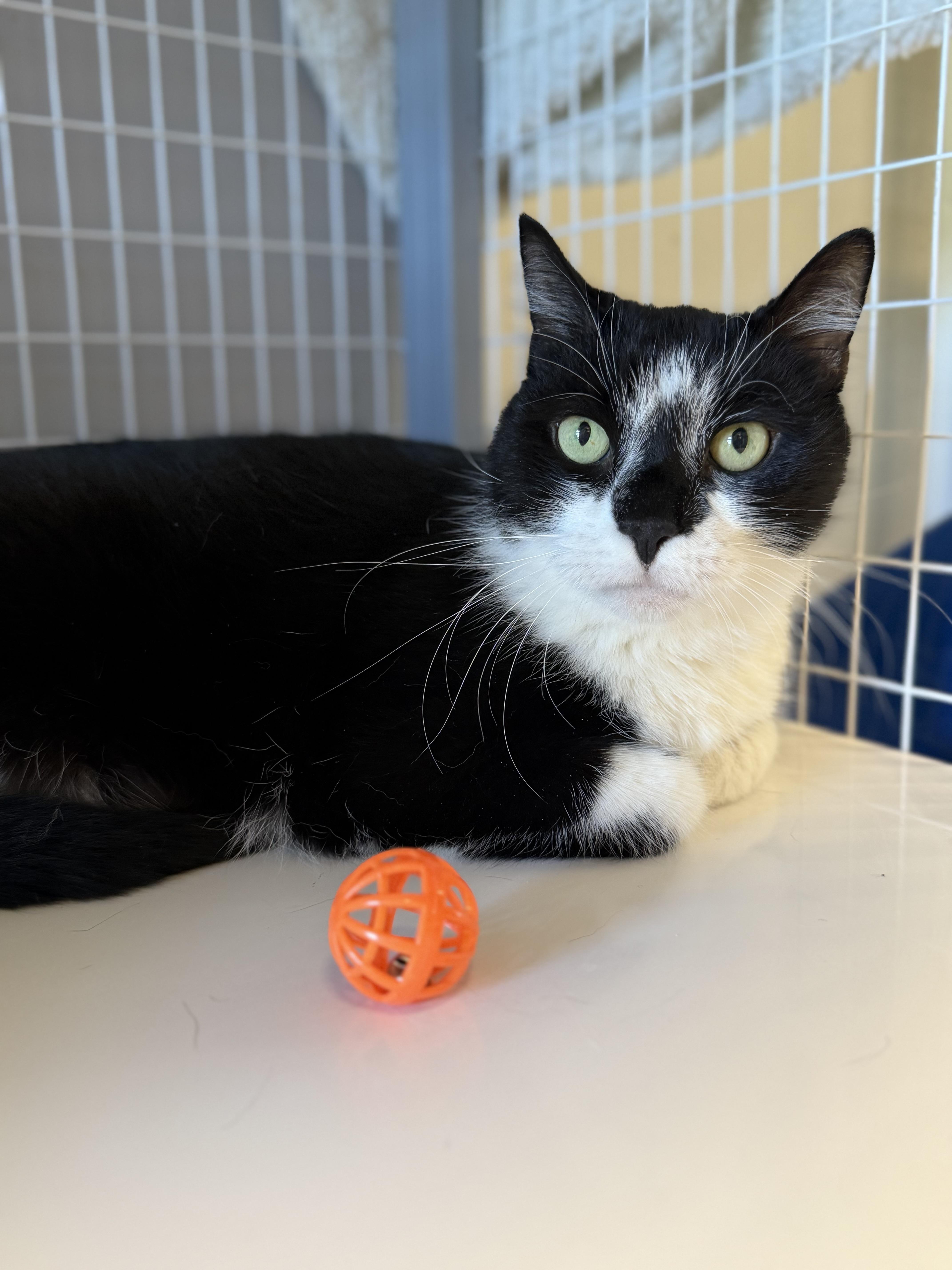 Enlarge Patches, a Adoptable Domestic Short Hair in Milford, CT image 3/4