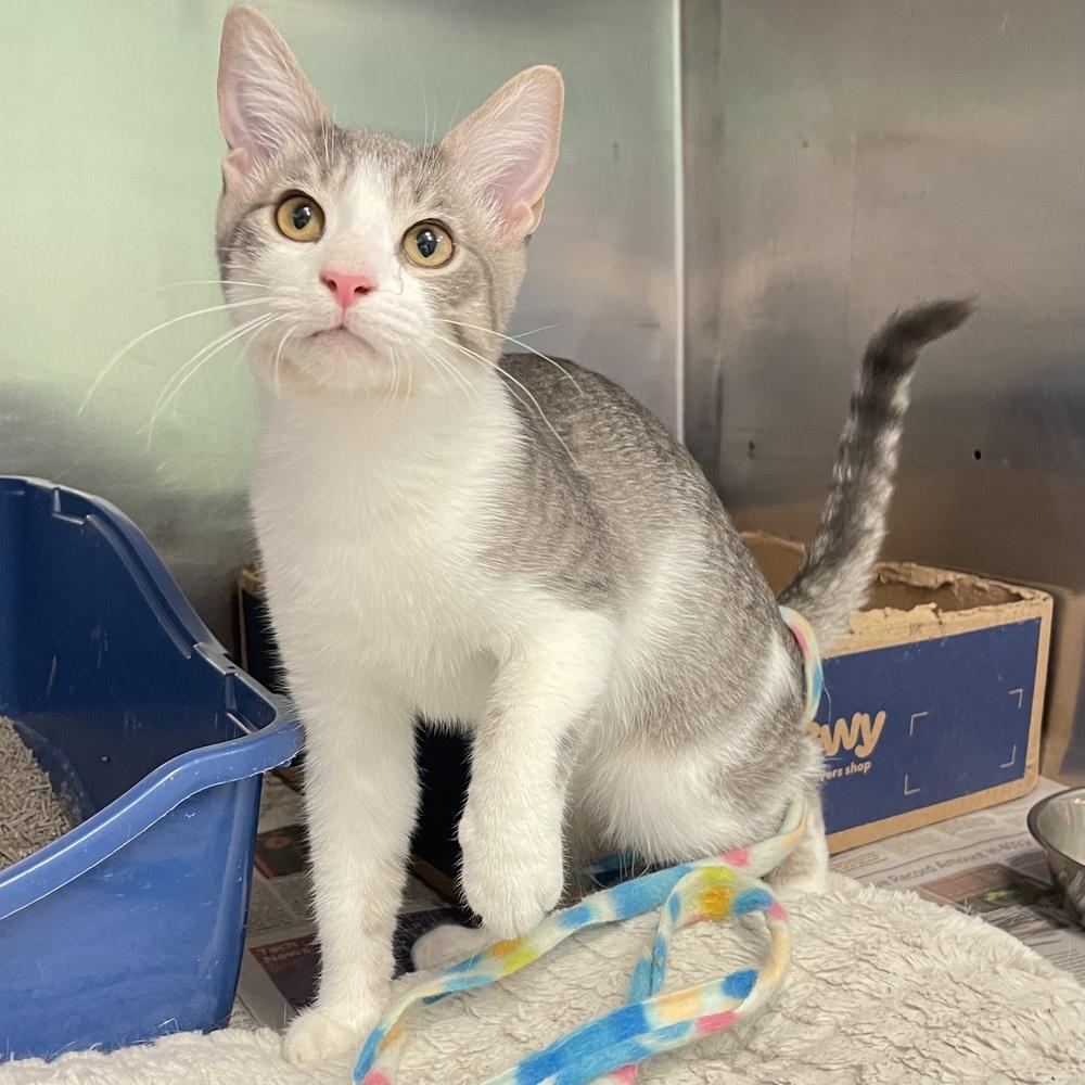 Ren, Adoptable, Kitten Male Domestic Short Hair.