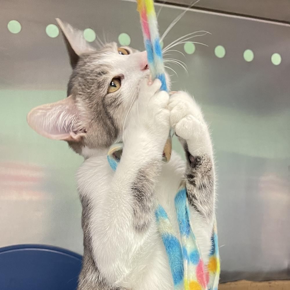 Ren, a Adoptable mixed breed in Columbus, OH image 2/3