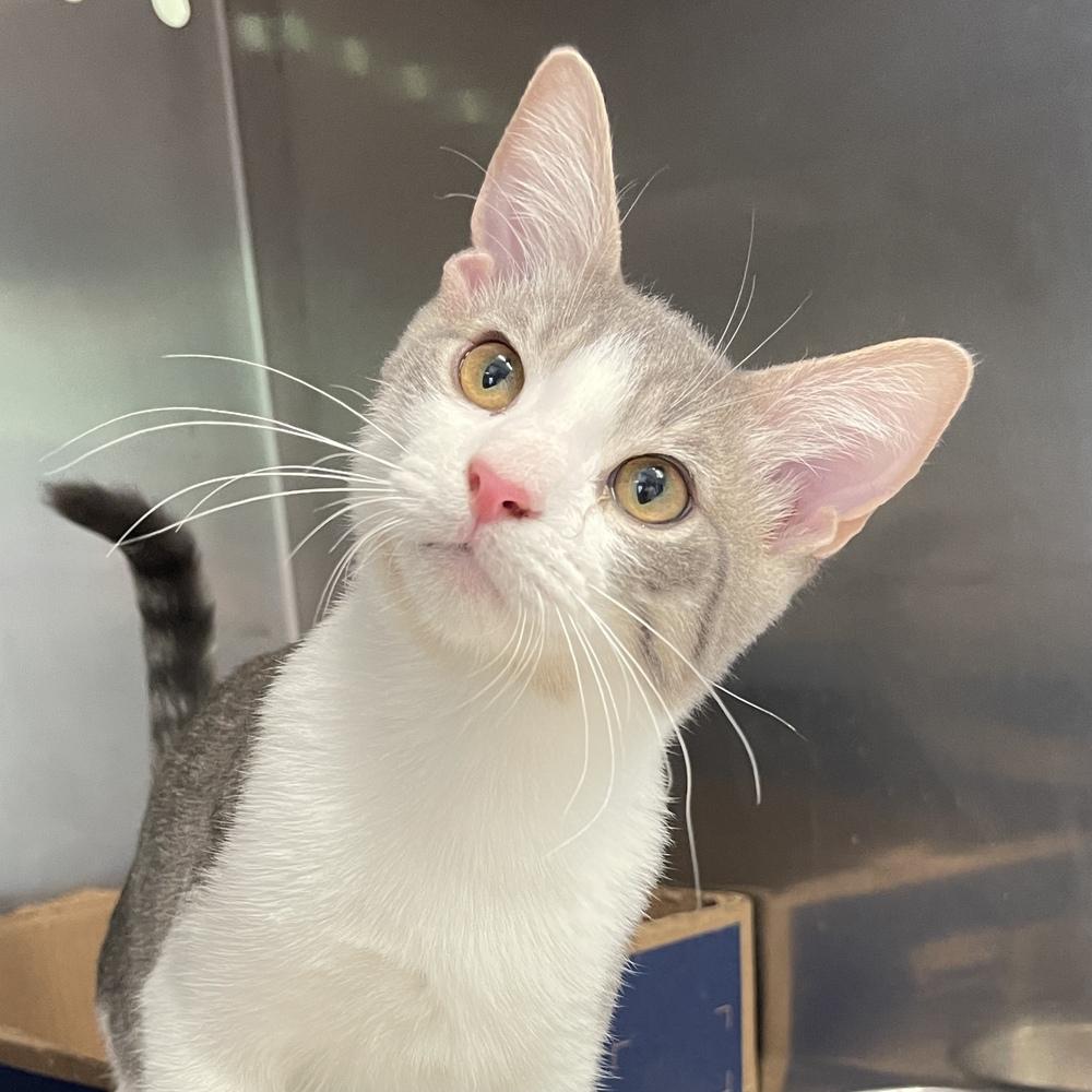 Ren, a Adoptable mixed breed in Columbus, OH image 3/3