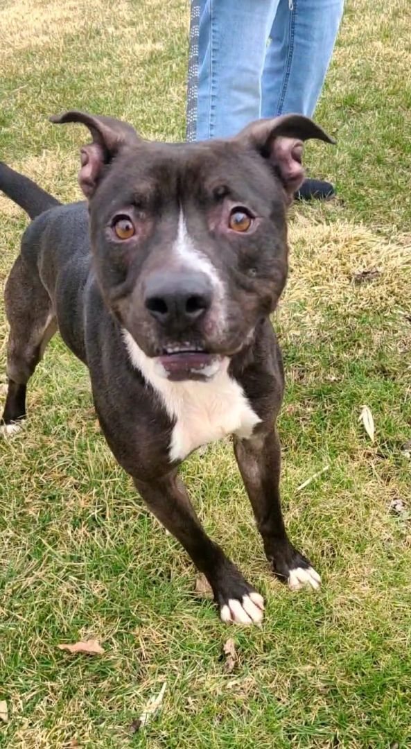 Prince, Adoptable, Adult Male Pit Bull Terrier & Mixed Breed.