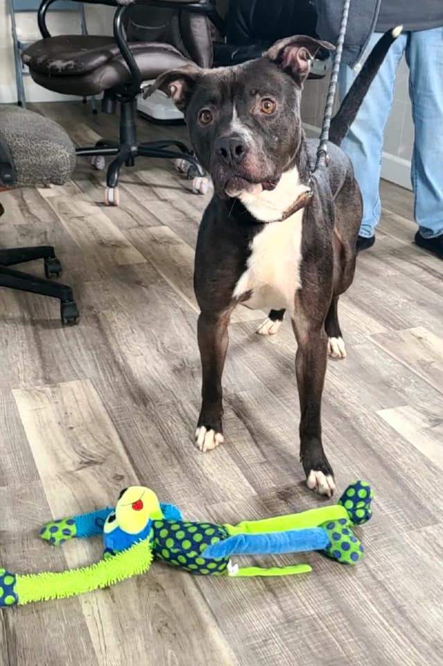 Prince, a Adoptable mixed breed in Hoopeston, IL image 5/10