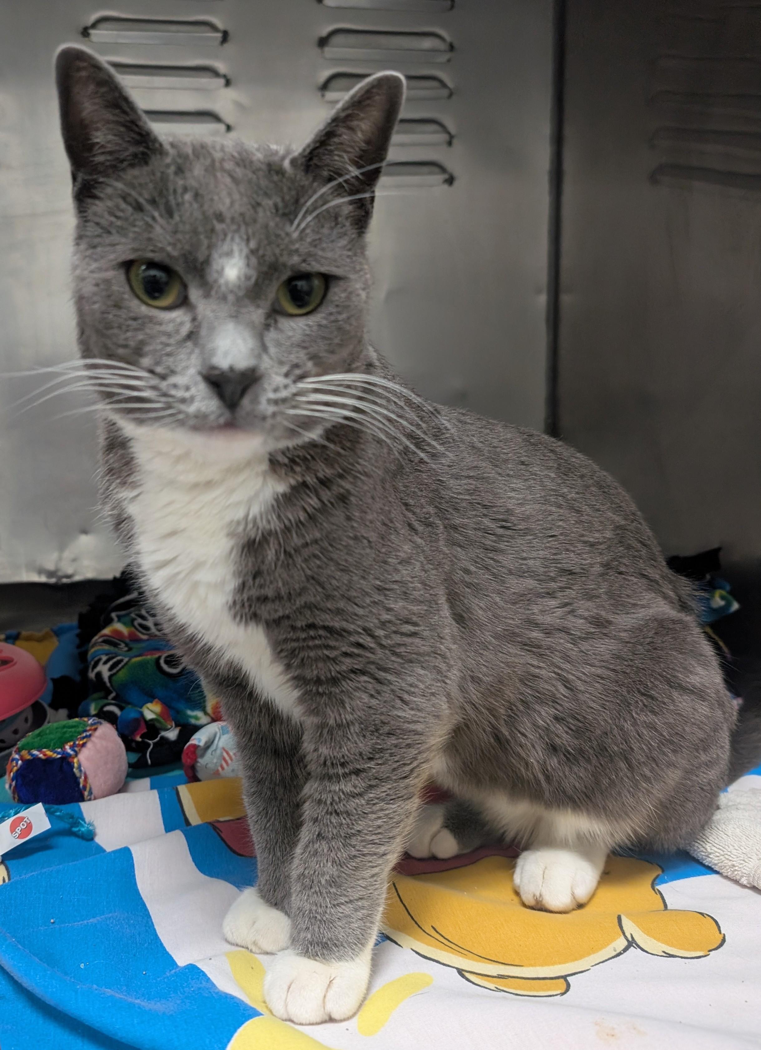 Socks, adopted, Adult Male Domestic Short Hair.