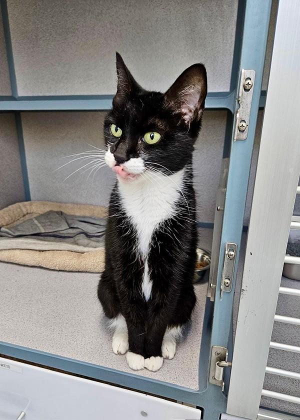 Olivia (in Foster), Adoptable, Senior Female Domestic Short Hair.