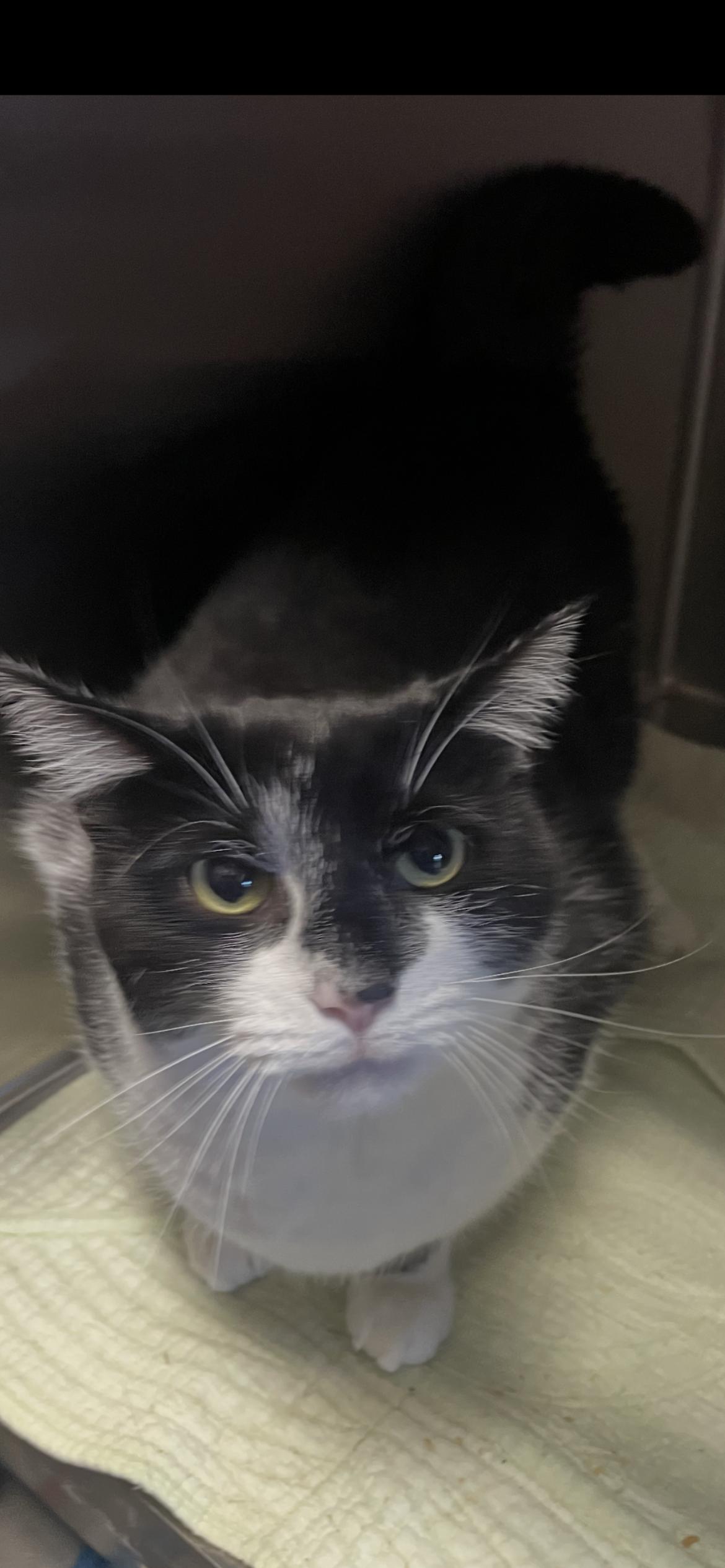 Enlarge Cobalt, a Adoptable mixed breed in Georgetown, KY image 2/3