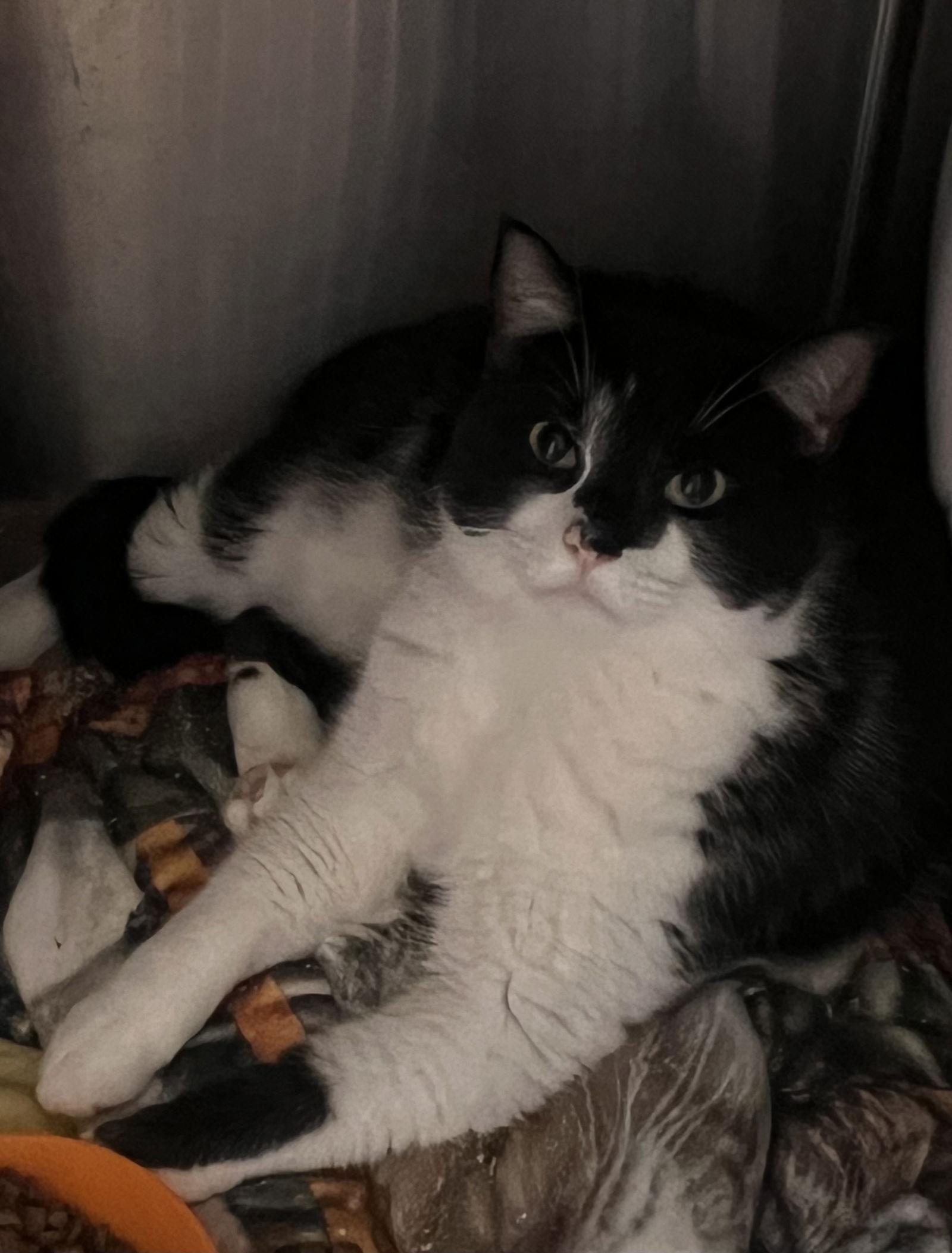 Enlarge Cobalt, a Adoptable mixed breed in Georgetown, KY image 3/3