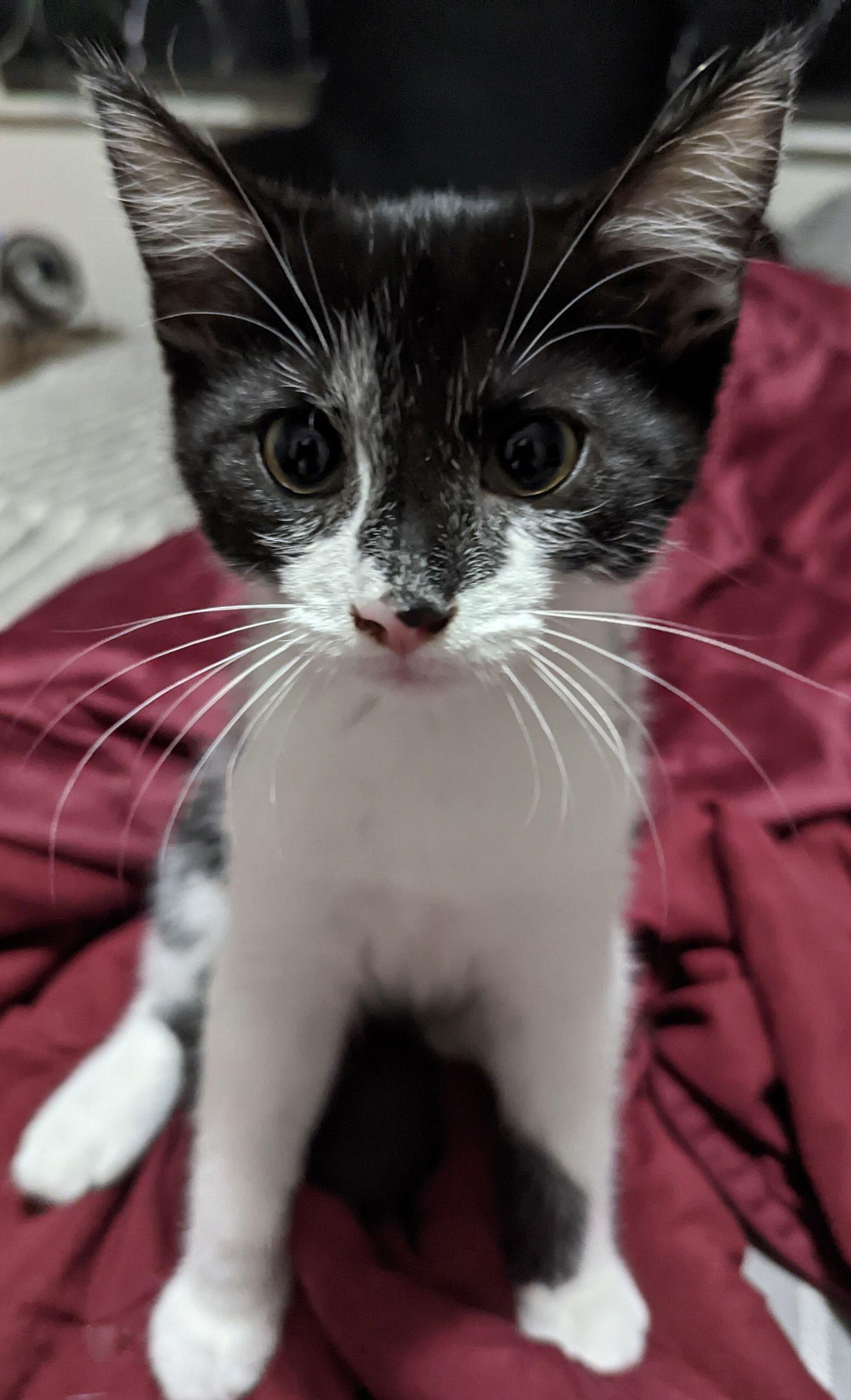 Cobalt, a Adoptable mixed breed in Georgetown, KY image 2/3