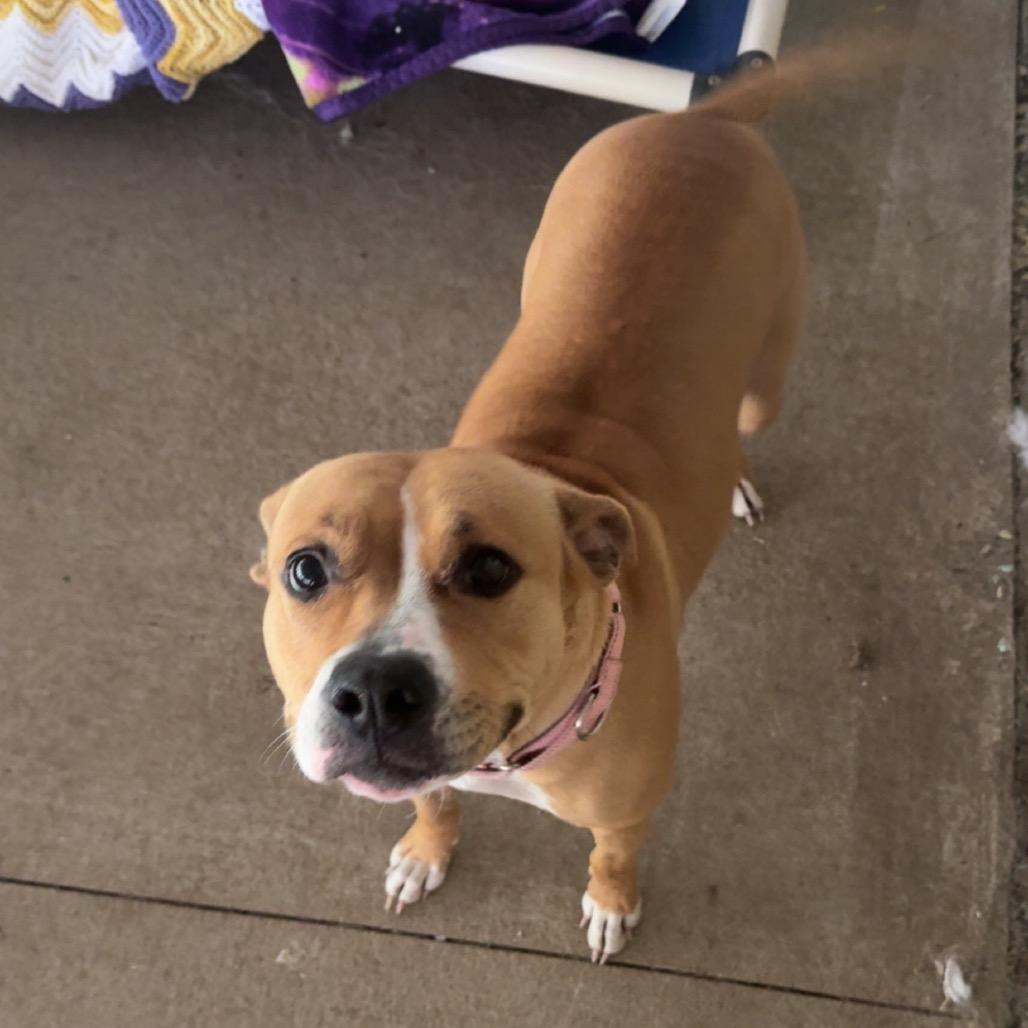 Bree, Adoptable, Adult Female American Staffordshire Terrier.