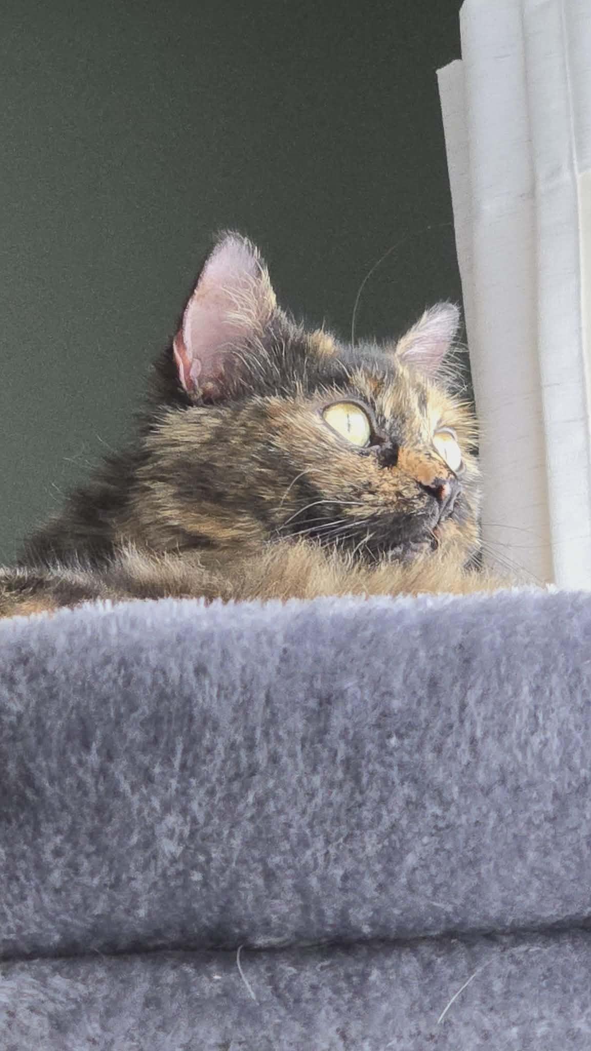 Tortellini, ADOPTABLE, Young Female Tortoiseshell.
