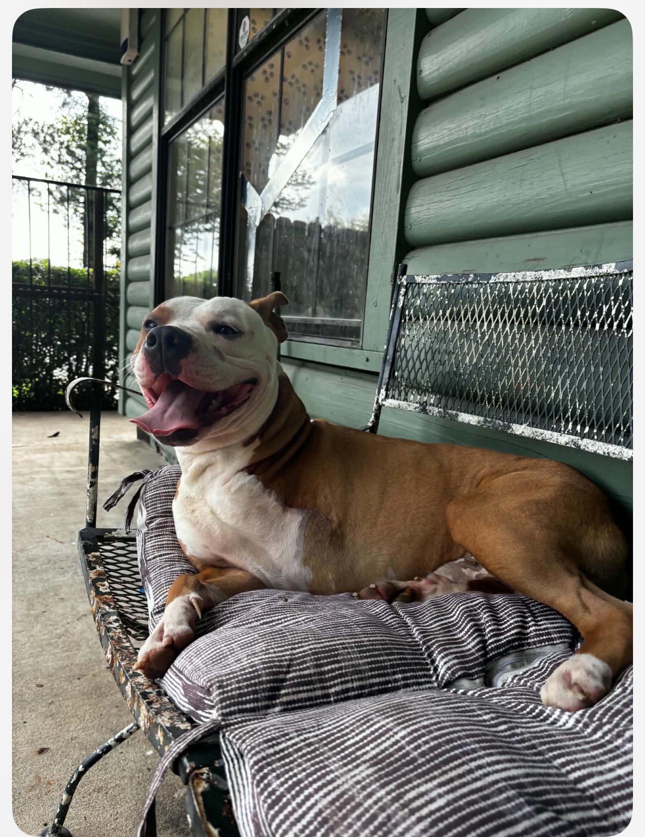 Enlarge Biggie, a ADOPTABLE Pit Bull Terrier in Lufkin, TX image 3/4
