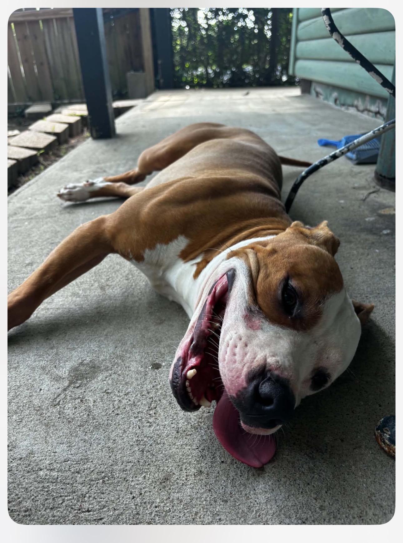 Enlarge Biggie, a ADOPTABLE Pit Bull Terrier in Lufkin, TX image 2/4
