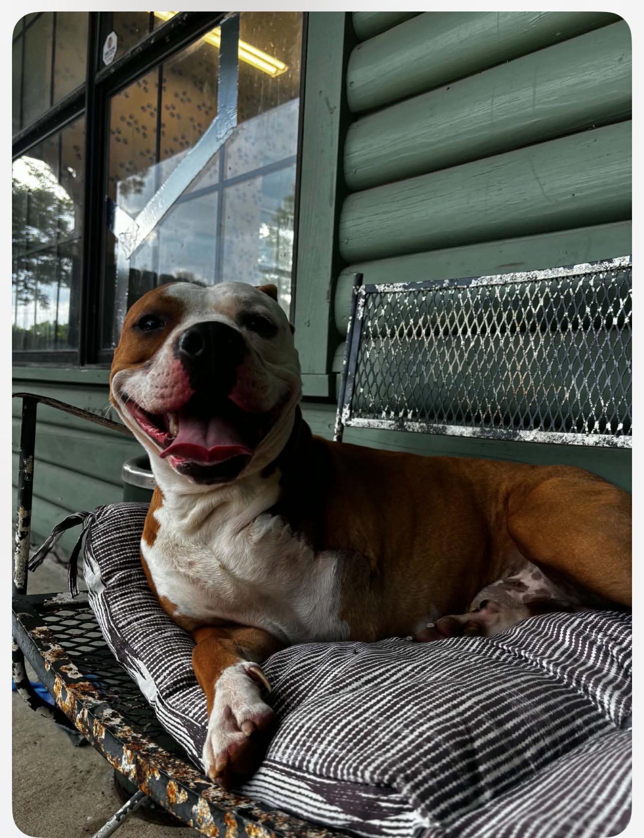 Biggie, ADOPTABLE, Young Male Pit Bull Terrier.
