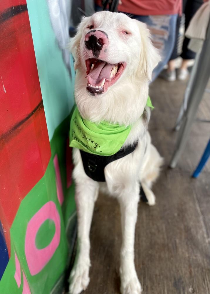 Tango, Adoptable, Young Male Australian Shepherd.