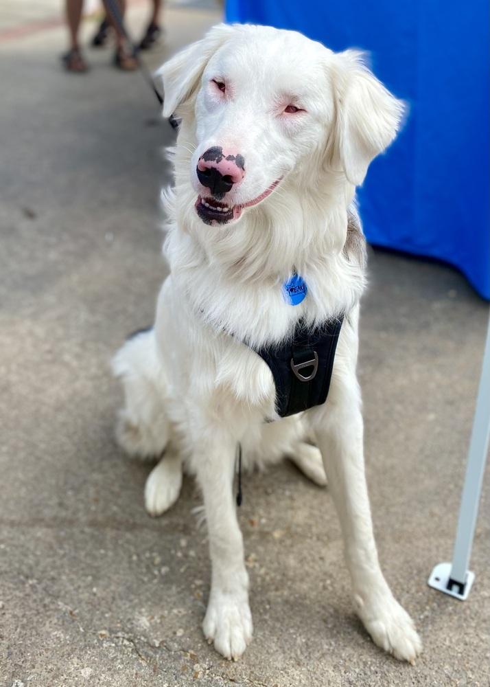 Enlarge Tango, a Adoptable Australian Shepherd in Troy, IL image 2/6