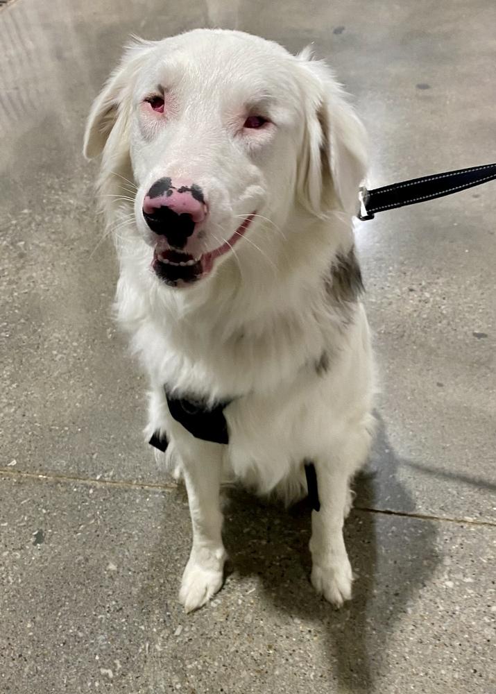 Enlarge Tango, a Adoptable Australian Shepherd in Troy, IL image 3/6