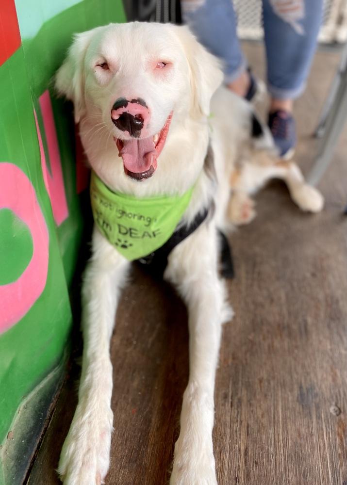 Enlarge Tango, a Adoptable Australian Shepherd in Troy, IL image 4/6