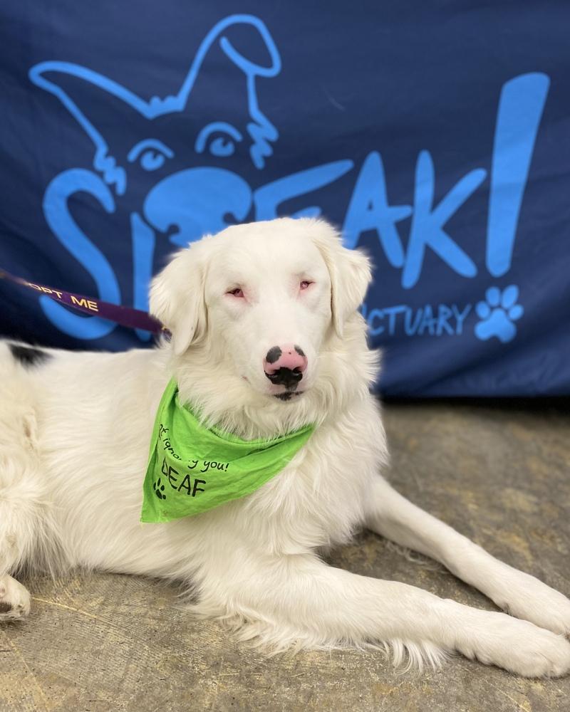 Enlarge Tango, a Adoptable Australian Shepherd in Troy, IL image 5/6