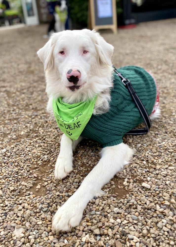 Enlarge Tango, a Adoptable Australian Shepherd in Troy, IL image 6/6