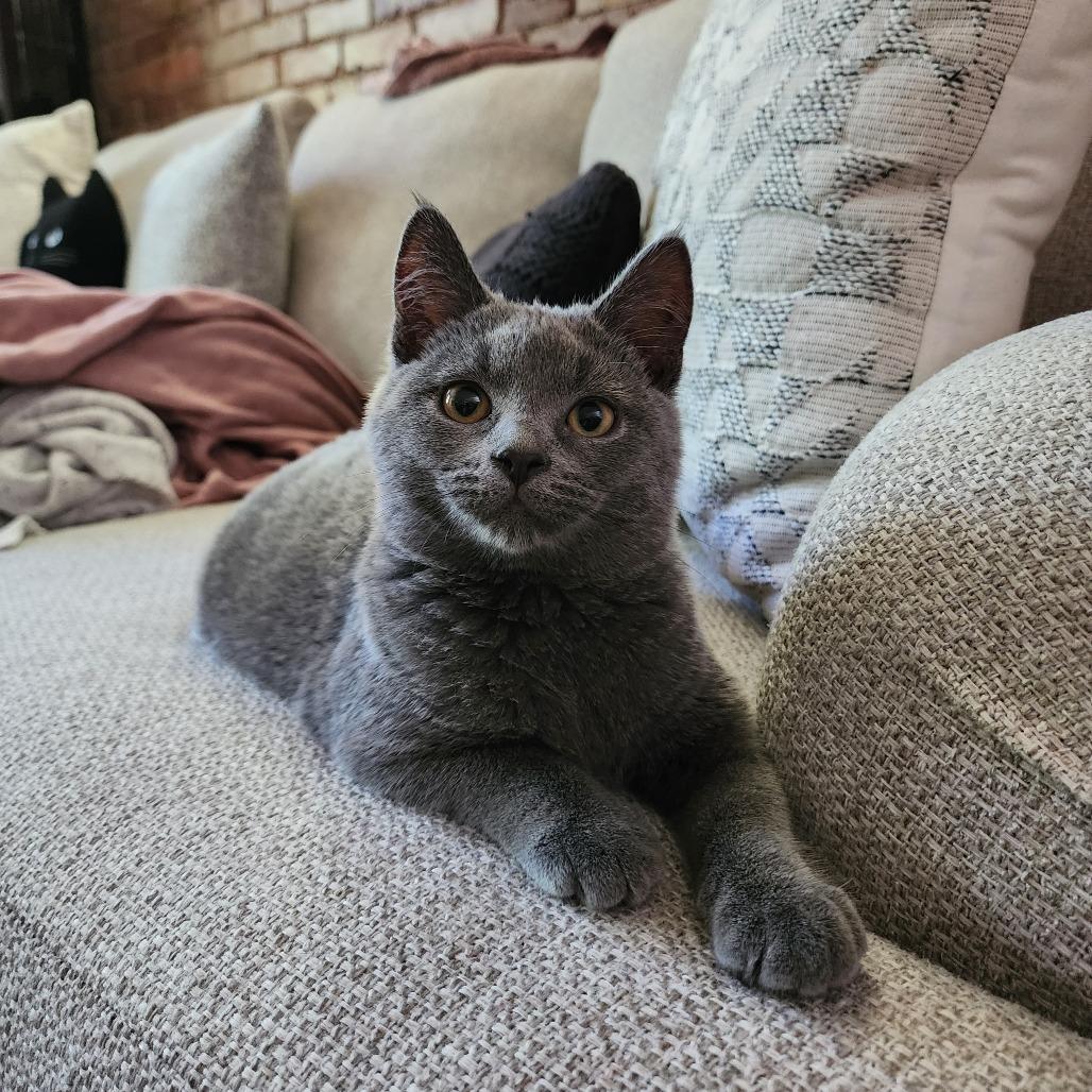 Beatrice, Adoptable, Young Female Domestic Short Hair.