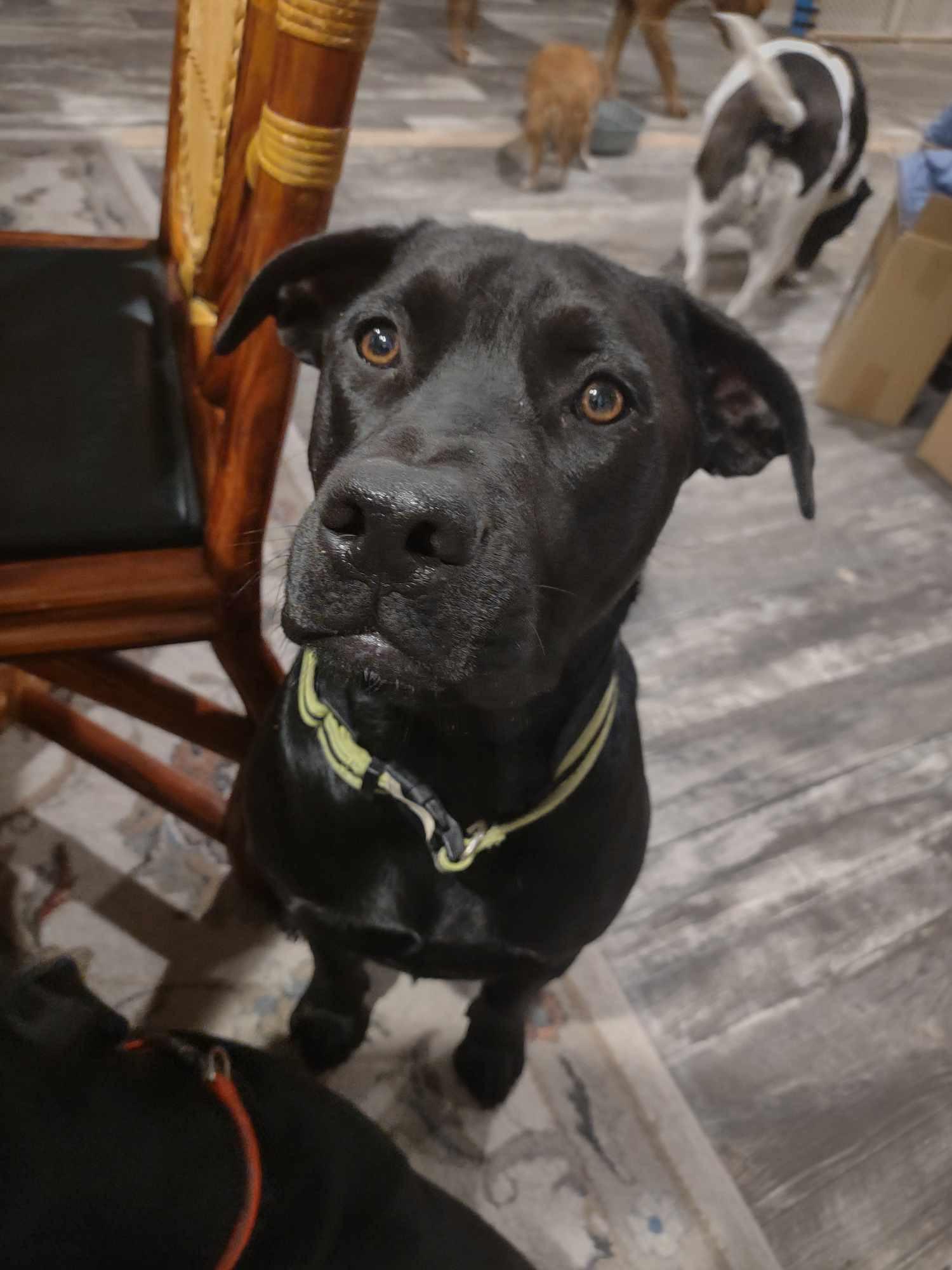 Kevin & Bacon, a Adoptable Black Labrador Retriever in Bryan, TX image 5/5