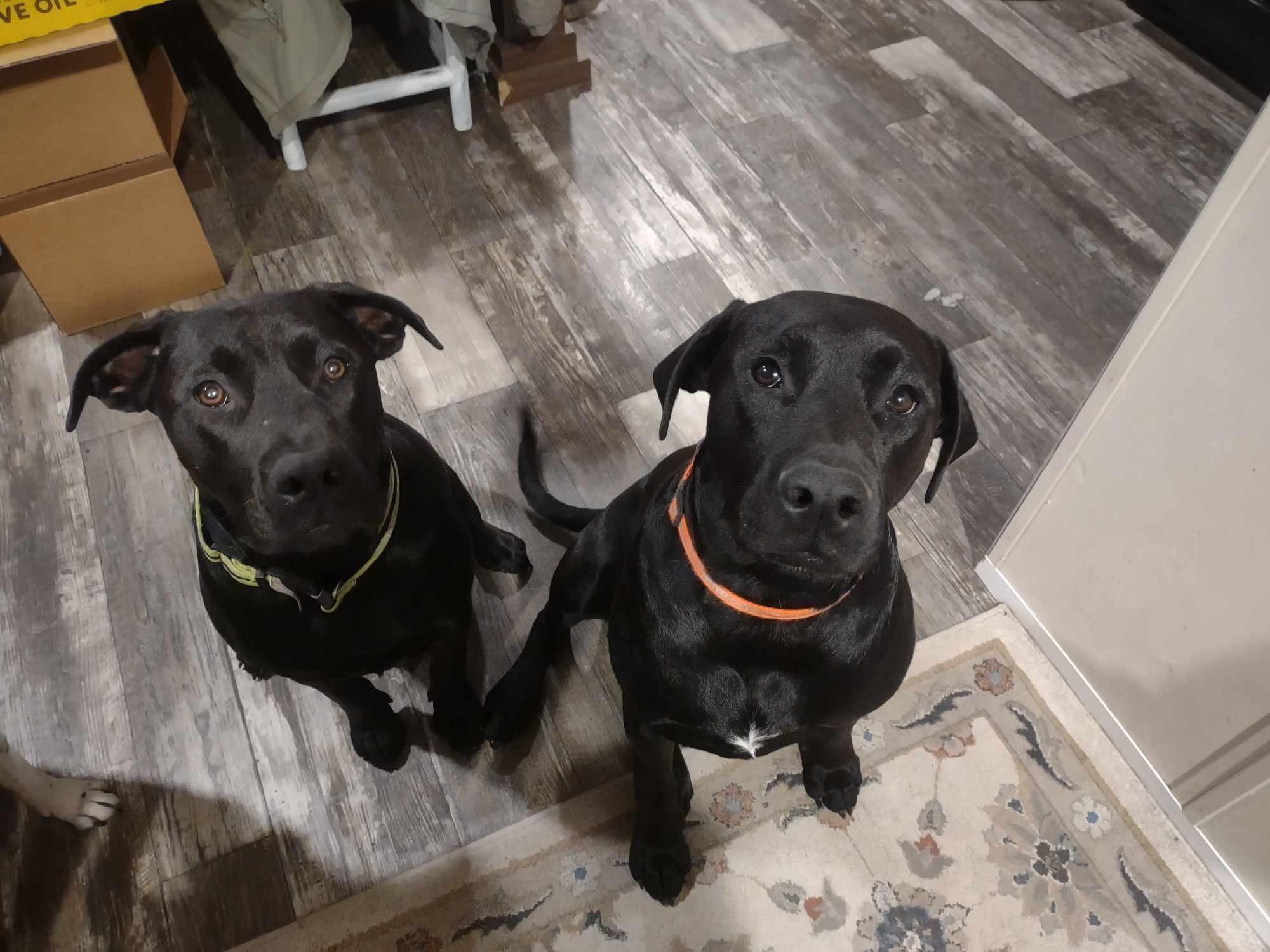 Kevin & Bacon, a Adoptable Black Labrador Retriever in Bryan, TX image 1/5