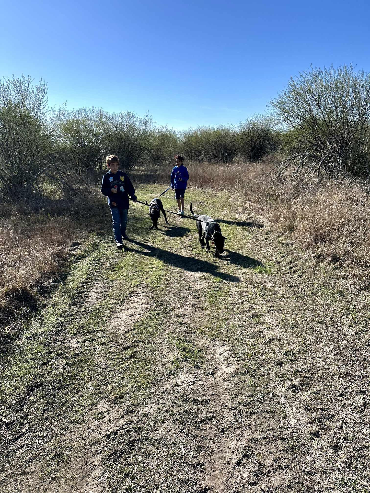 Kevin & Bacon, a Adoptable Black Labrador Retriever in Bryan, TX image 3/5