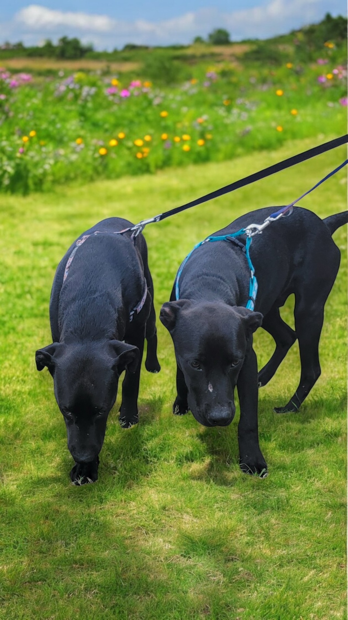 Kevin & Bacon, a Adoptable Black Labrador Retriever in Bryan, TX image 2/5