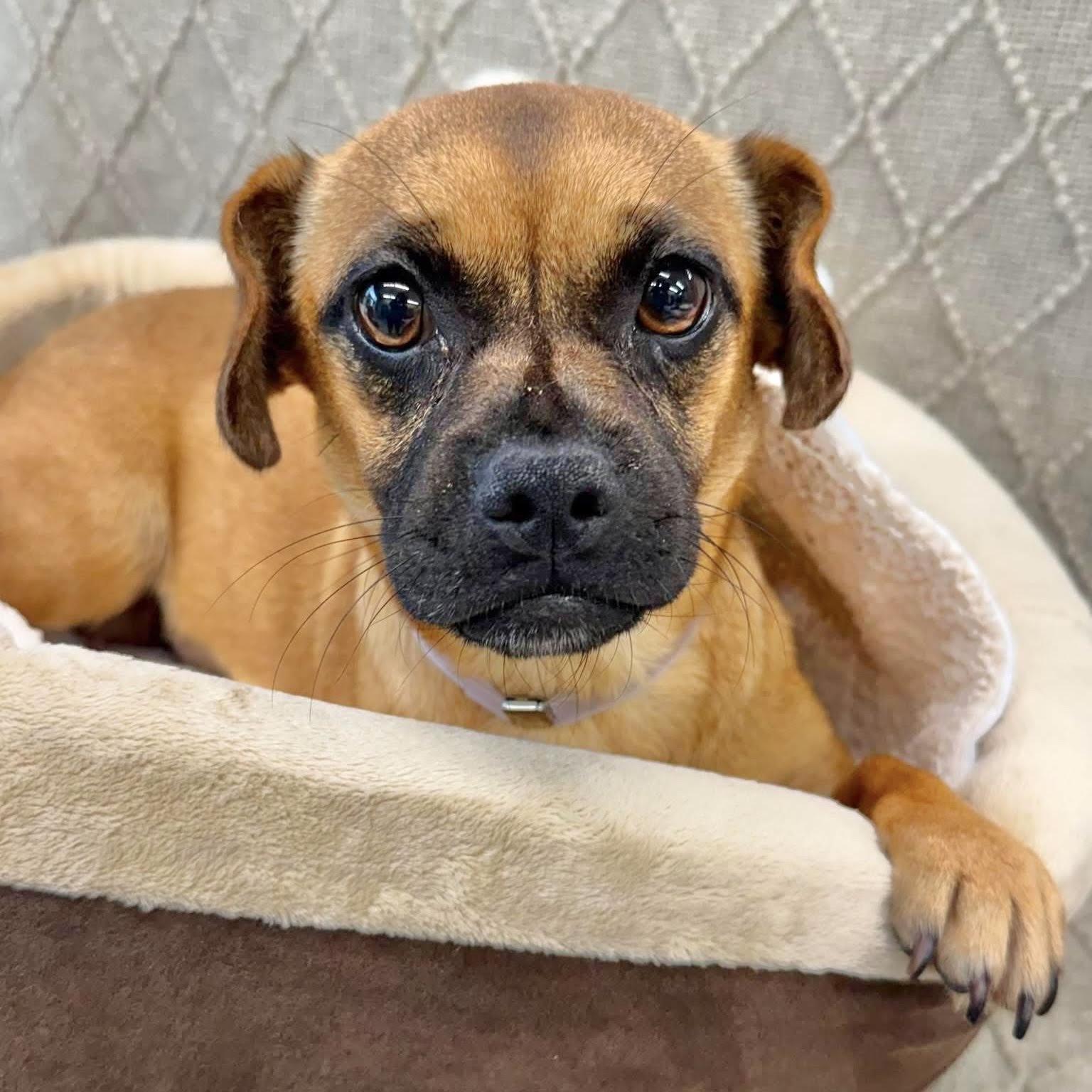 Cherry, a ADOPTABLE mixed breed in Boulder, CO image 3/6