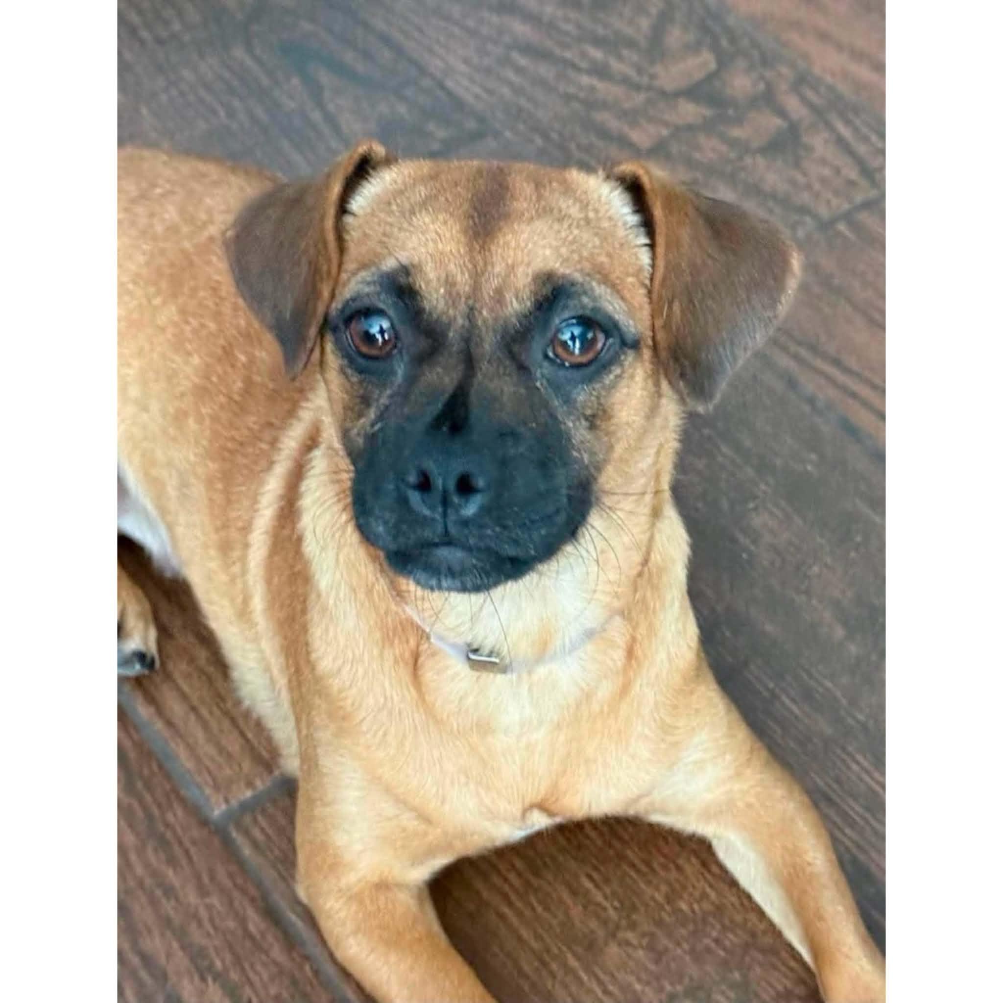 Cherry, ADOPTABLE, Young Female Pug & Beagle.
