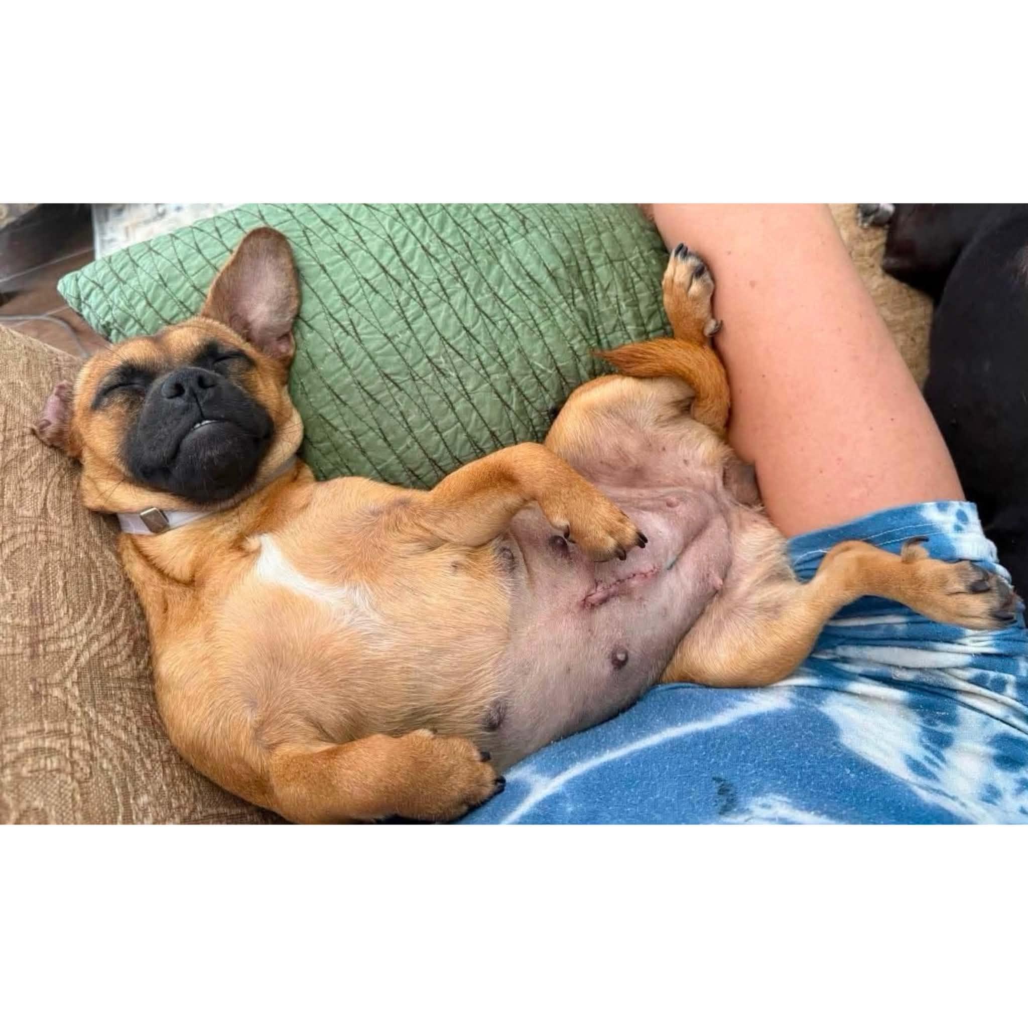 Cherry, a ADOPTABLE mixed breed in Boulder, CO image 2/6