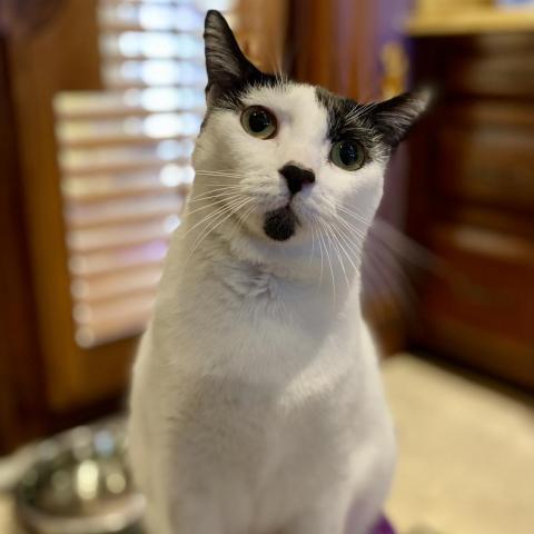 Enlarge Domino, a Adoptable Domestic Short Hair in Davie, FL image 1/3