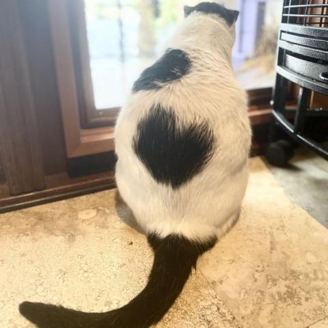 Enlarge Domino, a Adoptable Domestic Short Hair in Davie, FL image 2/3