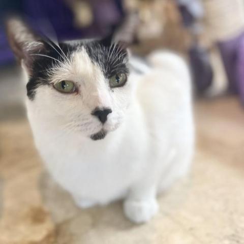 Enlarge Domino, a Adoptable Domestic Short Hair in Davie, FL image 3/3