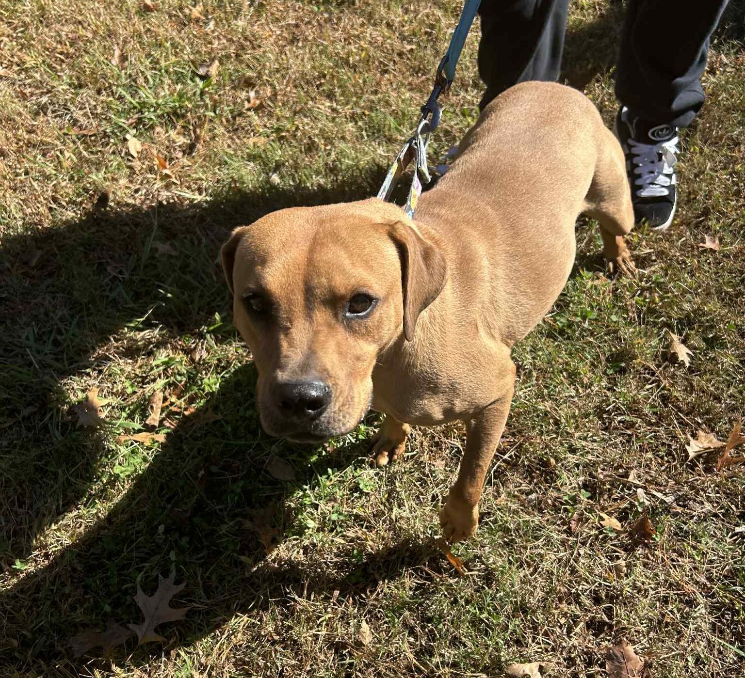 Percy, an adopted mixed breed in Shelby, NC image 2/2