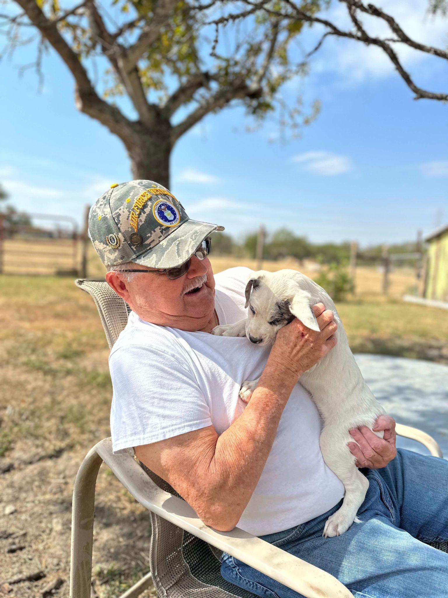 Dog for adoption Allan Hamilton, an Australian Shepherd & Parson