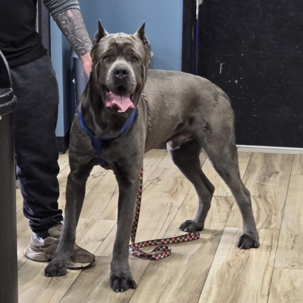 Enlarge Reaper, a Adoptable Cane Corso in Weimar, CA image 1/1