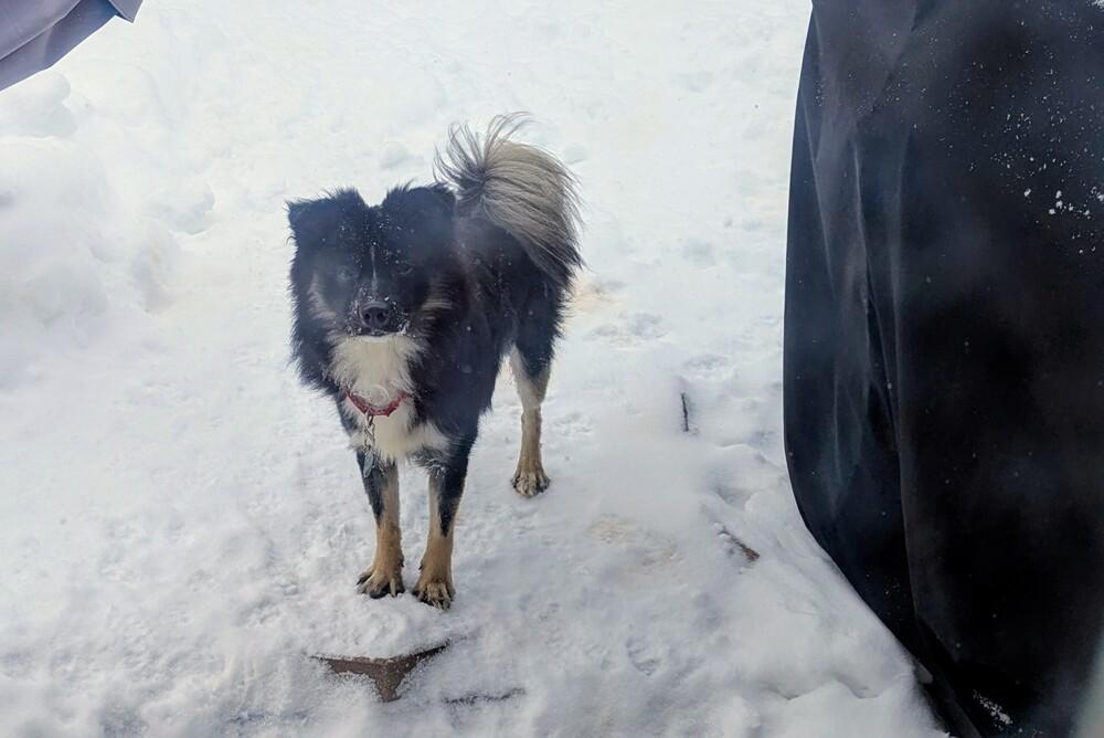 Enlarge Cherokee, a Adoptable mixed breed in Amherst, NY image 1/5